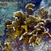 Blade Fire Coral (2010)