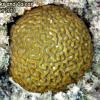 Rough Star Coral (2010)