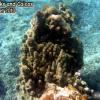Pillar Coral (2010)