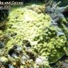 Mustard Hill Coral (2010)