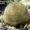 Symmetrical Brain Coral (2010)