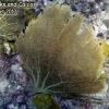 Common Sea Fan (2010)