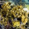 Branching Fire Coral (2010)