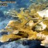 Elkhorn Coral (2010)