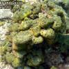 Lumpy Overgrowing Sponge (2010)
