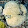 Grooved Brain Coral (2010)