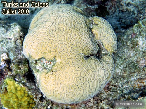 Grooved Brain Coral (2010)