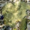 Knobby Brain Coral (2010)