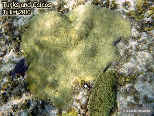 Knobby Brain Coral (2010)