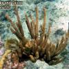 Spiny Sea Fan (2010)