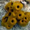 Yellow Tube Sponge (2010)