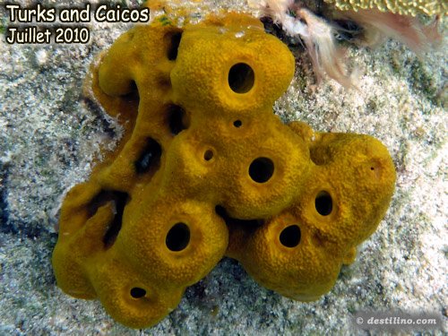 Yellow Tube Sponge (2010)