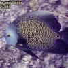 French Angelfish (2010)