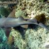 Nurse Shark (2010)