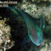 Stoplight Parrotfish (2010)