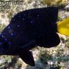 Yellowtail Damselfish (2010)