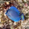 Blue Tang Juveline (2010)