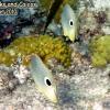 Foureye Butterflyfish (2010)