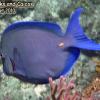 Blue Tang (2010)