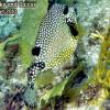 Smooth Trunkfish (2010)