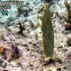 Banded Butterflyfish (2010)