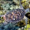 Hawsbill Sea Turtle (2010)