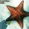 Cushion Sea Star (2010)