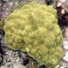 Mustard Hill Coral