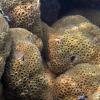 Elliptical Star Coral