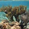 Black Sea Rod