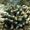 Thin Finger Coral