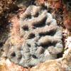 Sinuous Cactus Coral