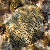 Symmetrical Brain Coral