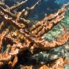 Elkhorn Coral