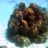 Pillar Coral