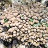 Finger Coral