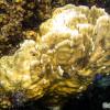 Blade Fire Coral