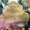 Corals