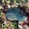Fragile Saucer Coral