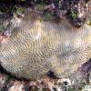 Symmetrical Brain Coral