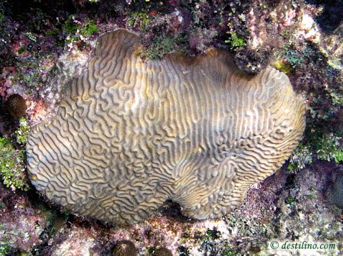 Symmetrical Brain Coral