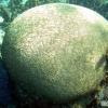 Brain Coral