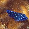 Yellowtail Damselfish Juvenile