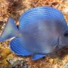 Blue Tang Juvenile