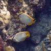 Spotfin Butterflyfish