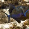 Queen Triggerfish