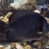 Gray Angelfish