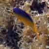 Cocoa Damselfish Juvenile