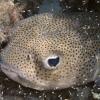 Porcupinefish