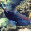 Stoplight Parrotfish